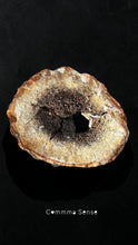 Load image into Gallery viewer, 四不像鹿角 Elaphurus Davidianus
