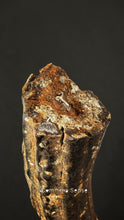 Load image into Gallery viewer, 四不像鹿角 Elaphurus Davidianus
