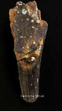 Load image into Gallery viewer, 四不像鹿角 Elaphurus Davidianus
