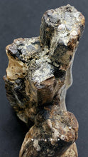 Load image into Gallery viewer, 四不像鹿角Elaphurus Davidianus

