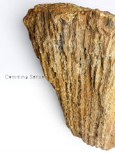Load image into Gallery viewer, 美國佛羅里達州瑪瑙化珊瑚化石 Agatized Coral
