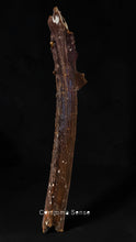 Load image into Gallery viewer, 四不像鹿角 Elaphurus Davidianus
