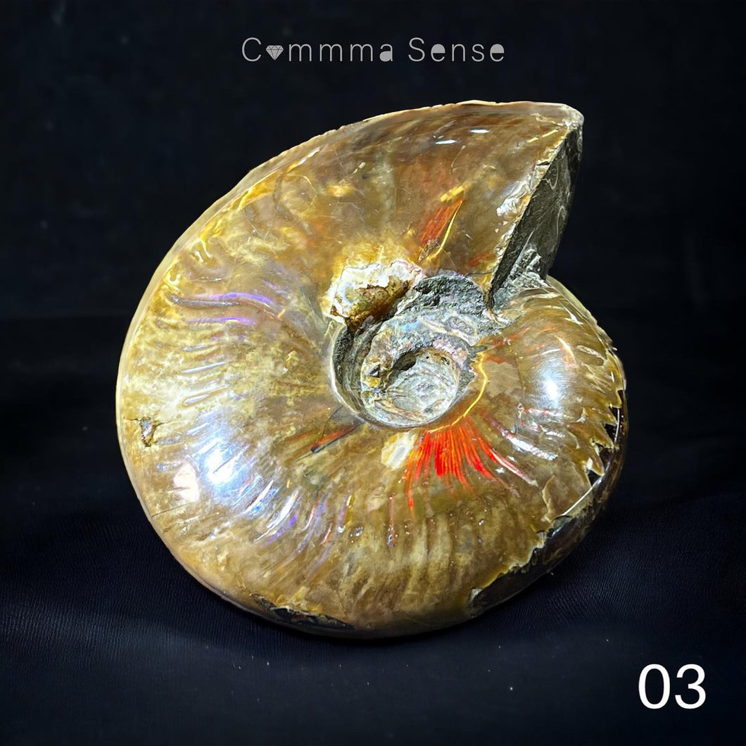 斑彩螺擺設 Ammolite